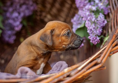 Nobles Litter - 1. Shooting